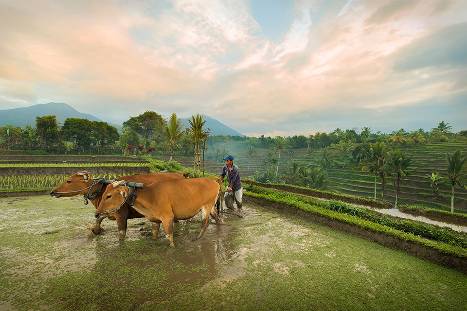 Karapan Sapi